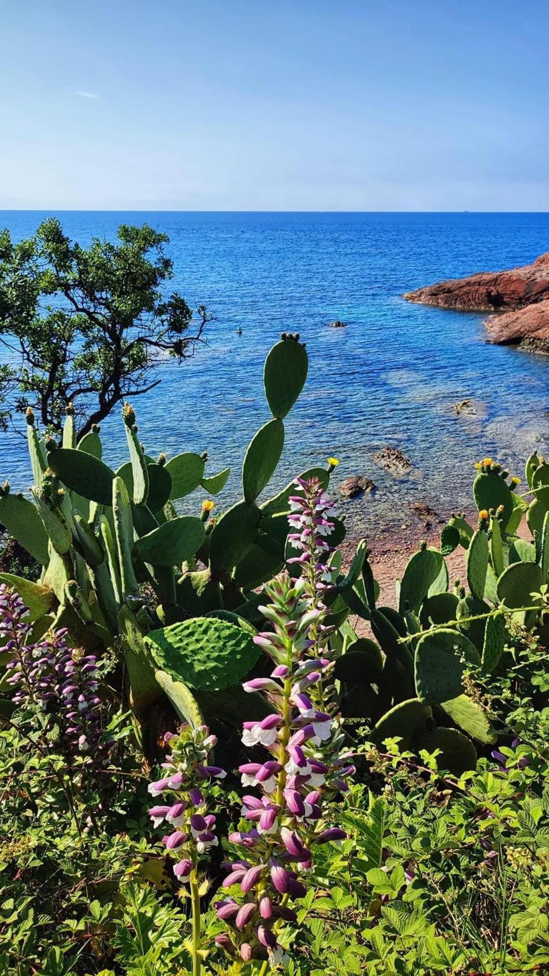 T2 En Rez De Jardin Privatif Cloture , Cap Esterel Pierre Et Vacances ,Piscine Chauffee Des Le 05 Avril Au 02 Novembre Saint-Raphaël Esterno foto